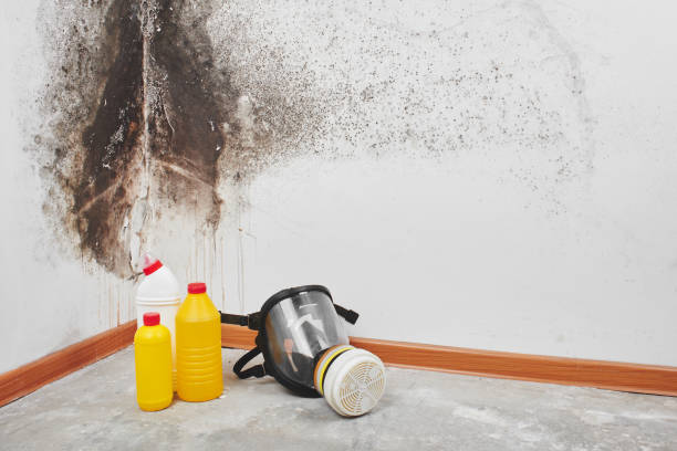 Best Basement Mold Remediation in East Cleveland, TN