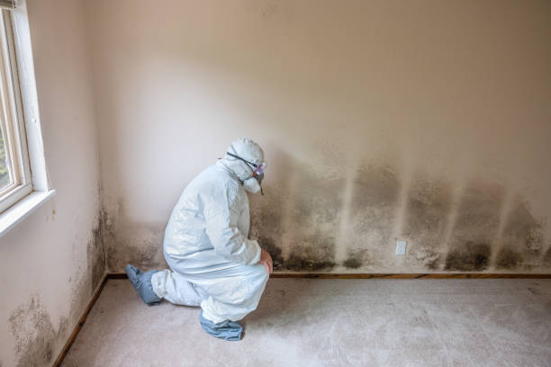 Best Post-Flood Mold Remediation in East Cleveland, TN